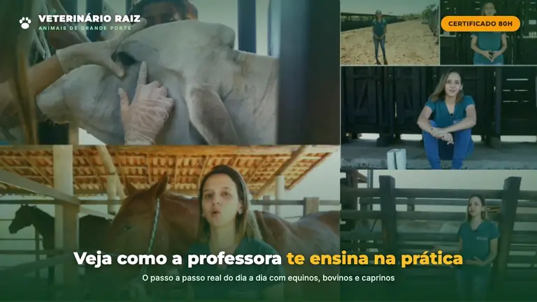 Assista: como funciona o curso de auxiliar veterinário